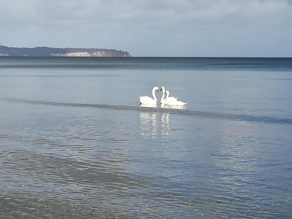 Ankerplatz Binz Im Haus Strelasund Bagian luar foto